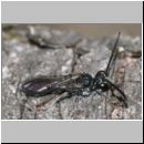 Mimumesa sp - Grabwespe 02a 7-8mm.jpg